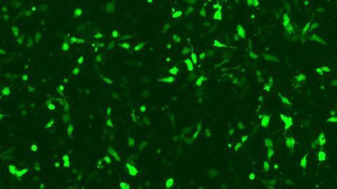 Reagents for Transfecting Human Embryonic Stem Cells