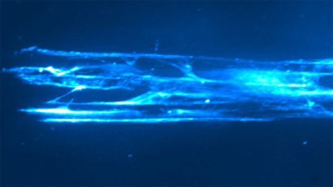 3D Cell Culture Scaffolds Provide New Insights Into Myelination