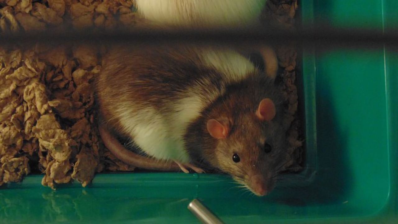 Rats Got Rhythm: Exploring the Evolutionary Origin of Beats in the Brain