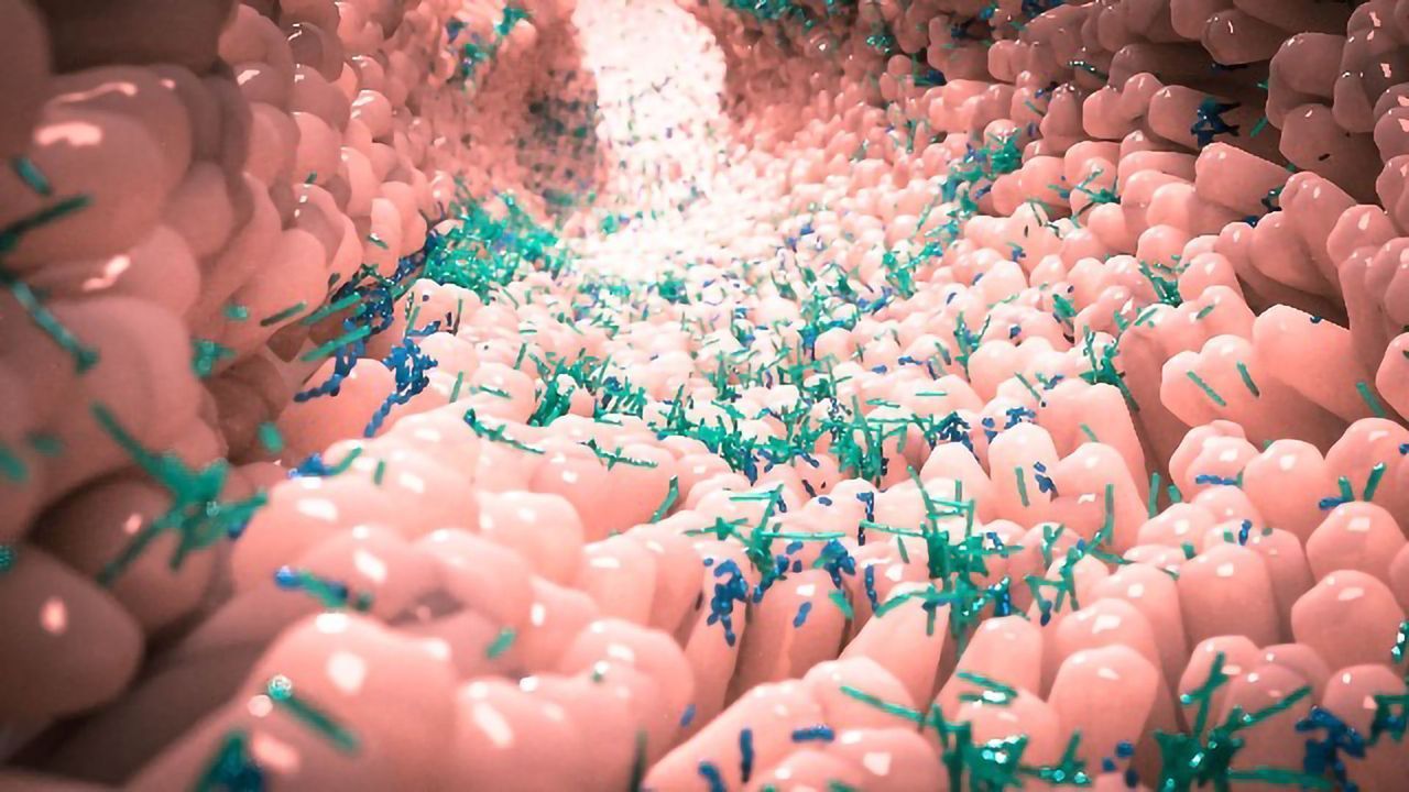 Feeding the Microbiome: How MMTs Could Change the Landscape of Therapeutics