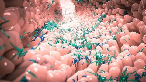 Feeding the Microbiome: How MMTs Could Change the Landscape of Therapeutics