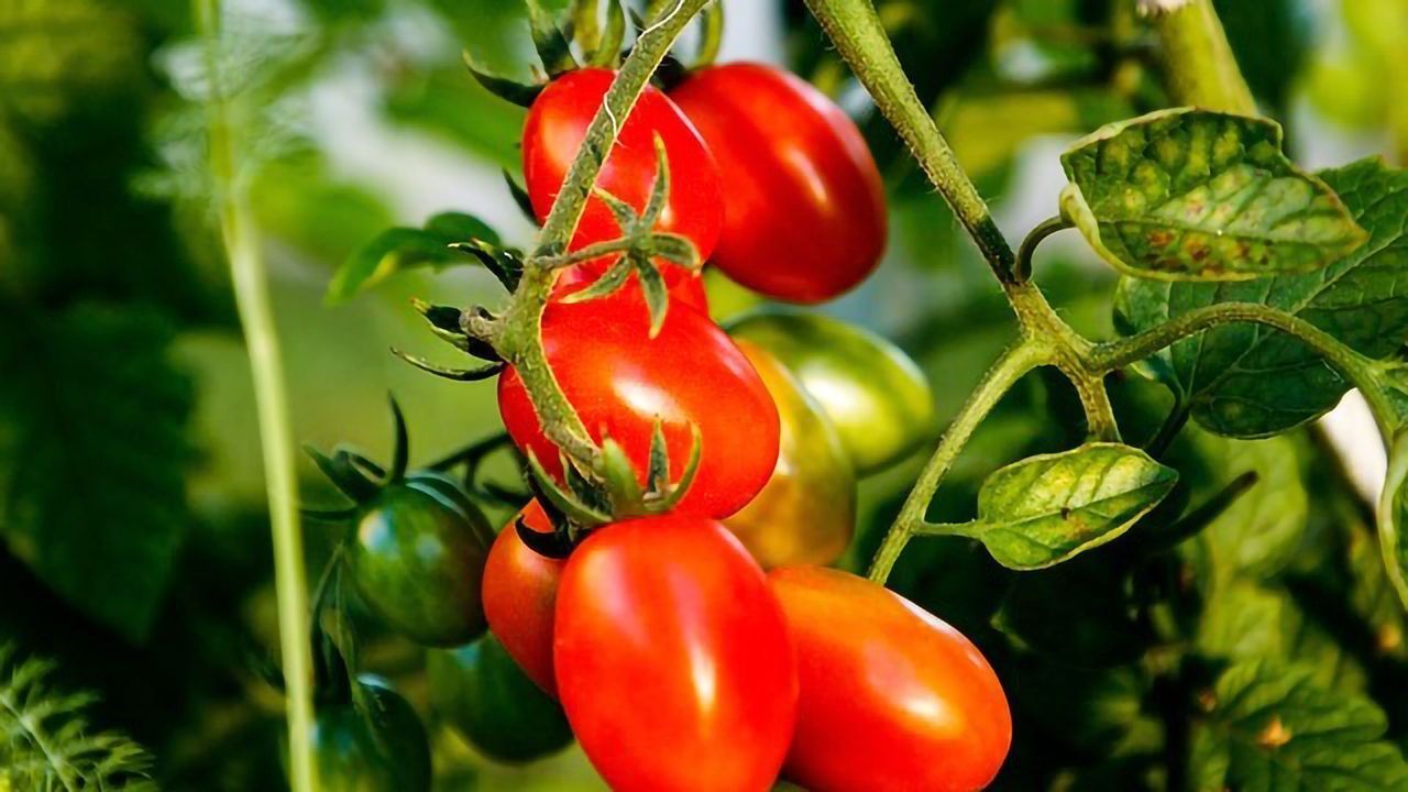A Vaccine For Tomato Plants?