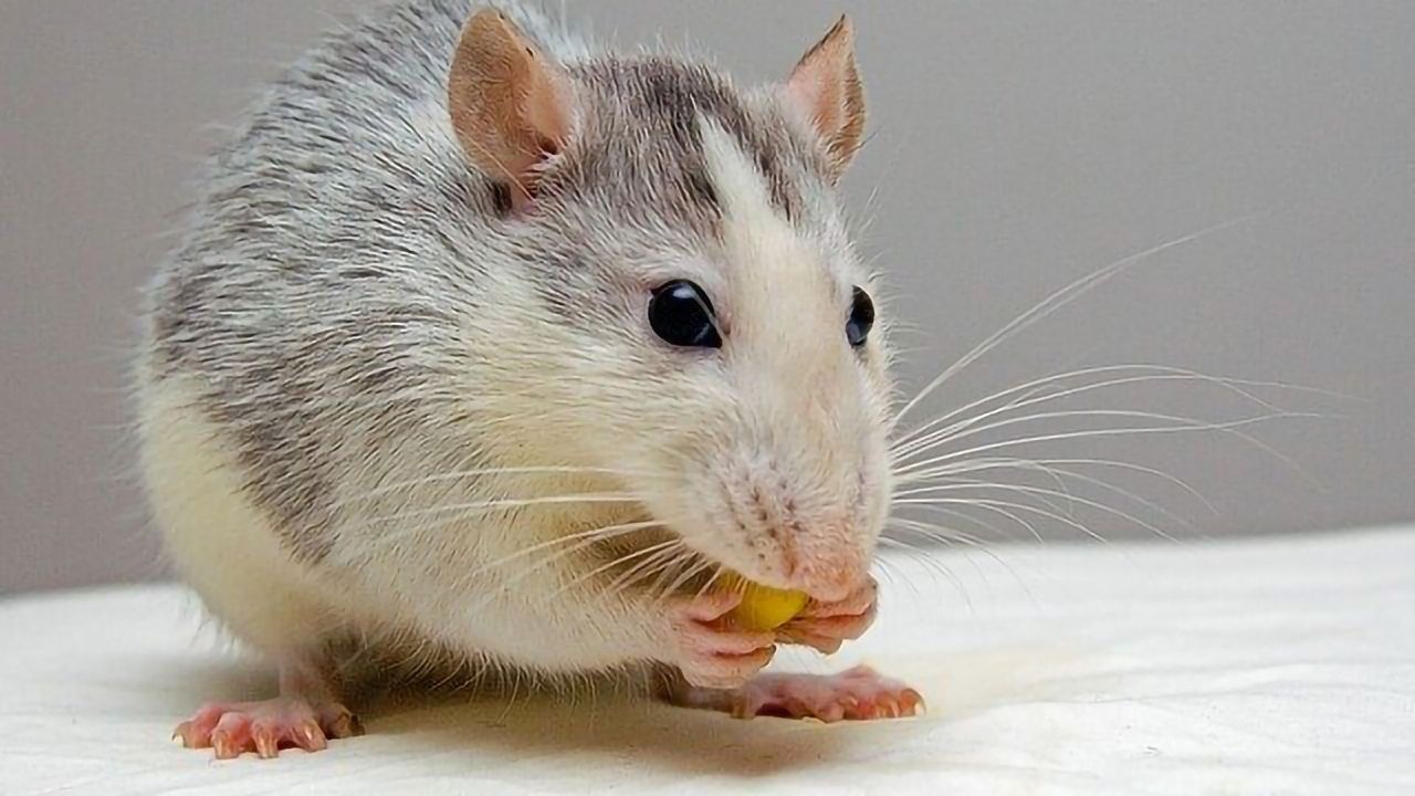 CAGEs Lock Up Fats To Treat Obesity in Mice