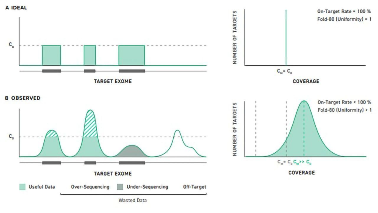 The Importance of Coverage Uniformity Over On-target Rate for Efficient Targeted NGS