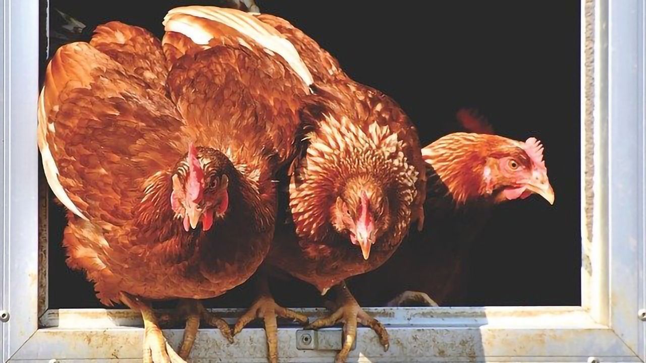 What Blocks Bird Flu in Human Cells?