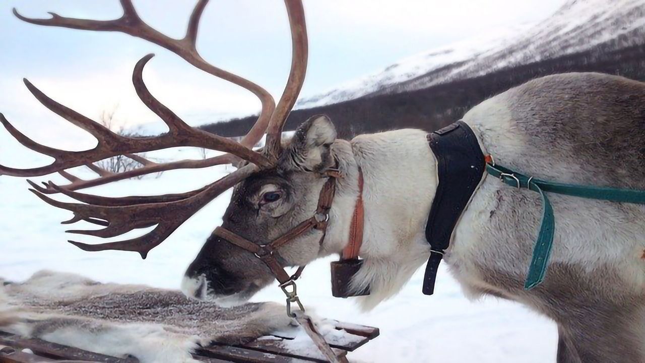 24 Species of Christmas: Reindeer