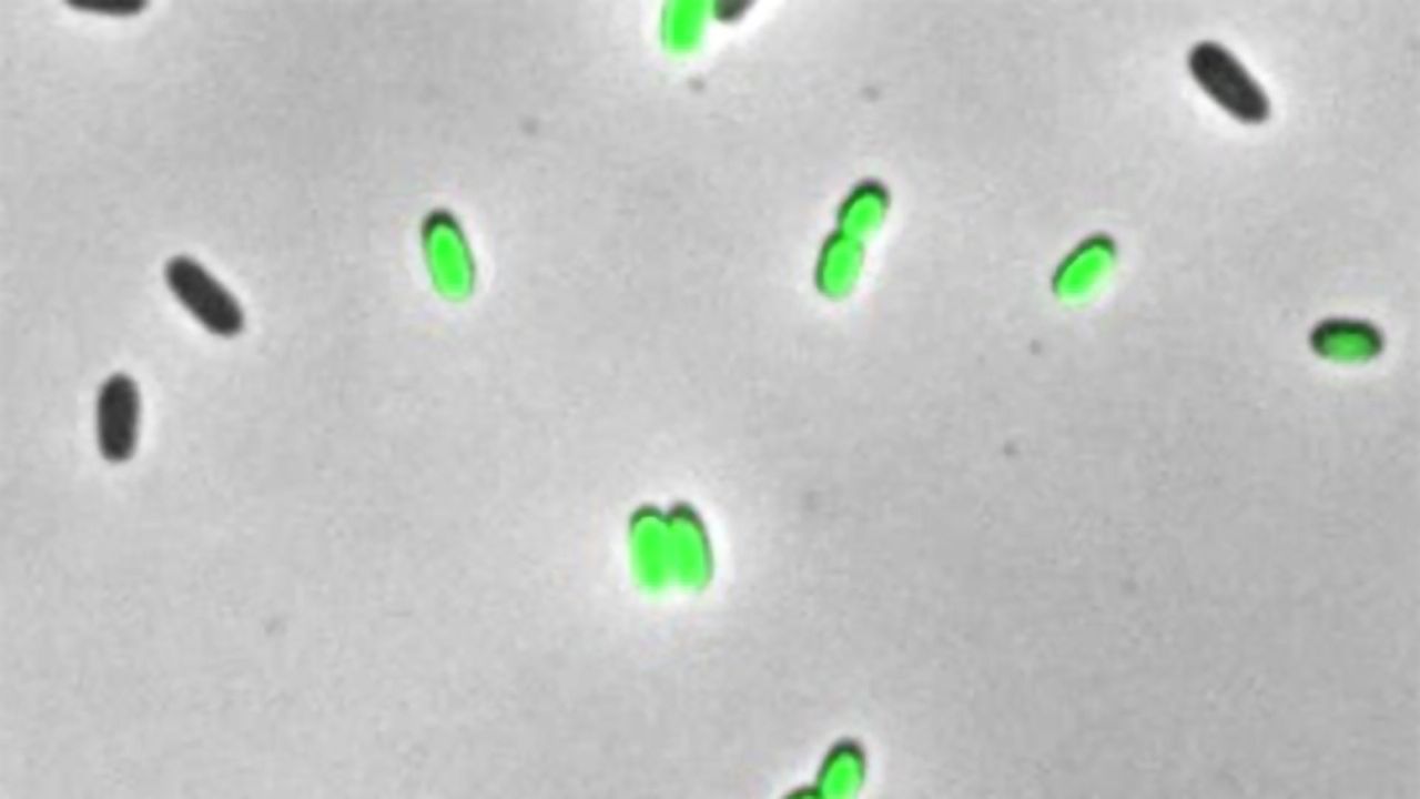 Bacteria Detox Using RNAs