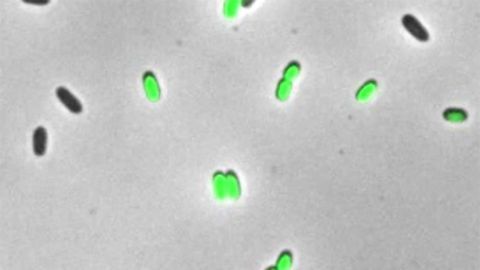 Bacteria Detox Using RNAs