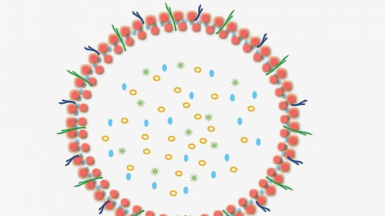 Bacterial Vesicles May Protect Against HIV Spread