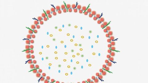 Bacterial Vesicles May Protect Against HIV Spread