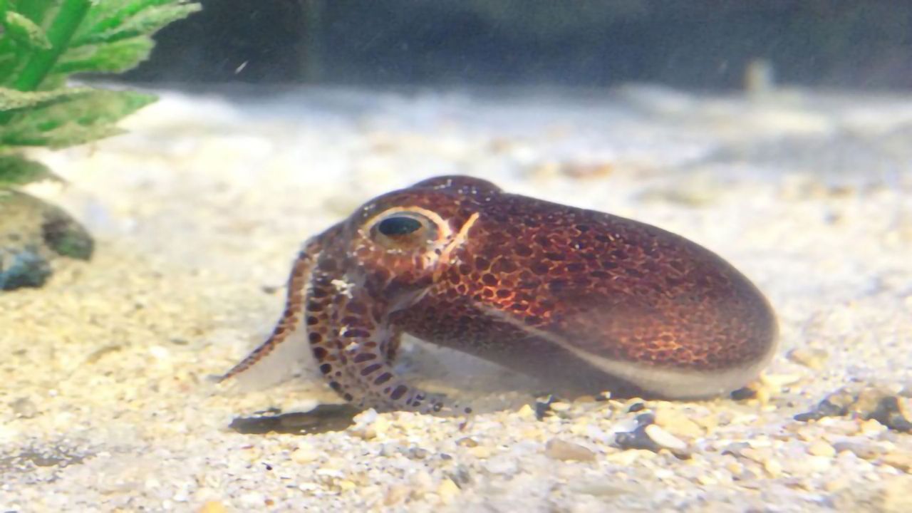There’s a New Bobtail Squid in Town