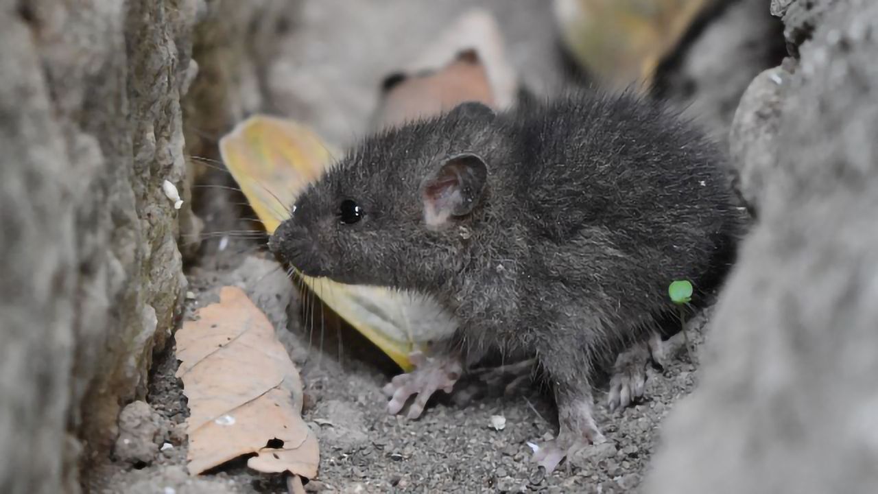 The Right Mouse Is Key for Huntington's Drug Development