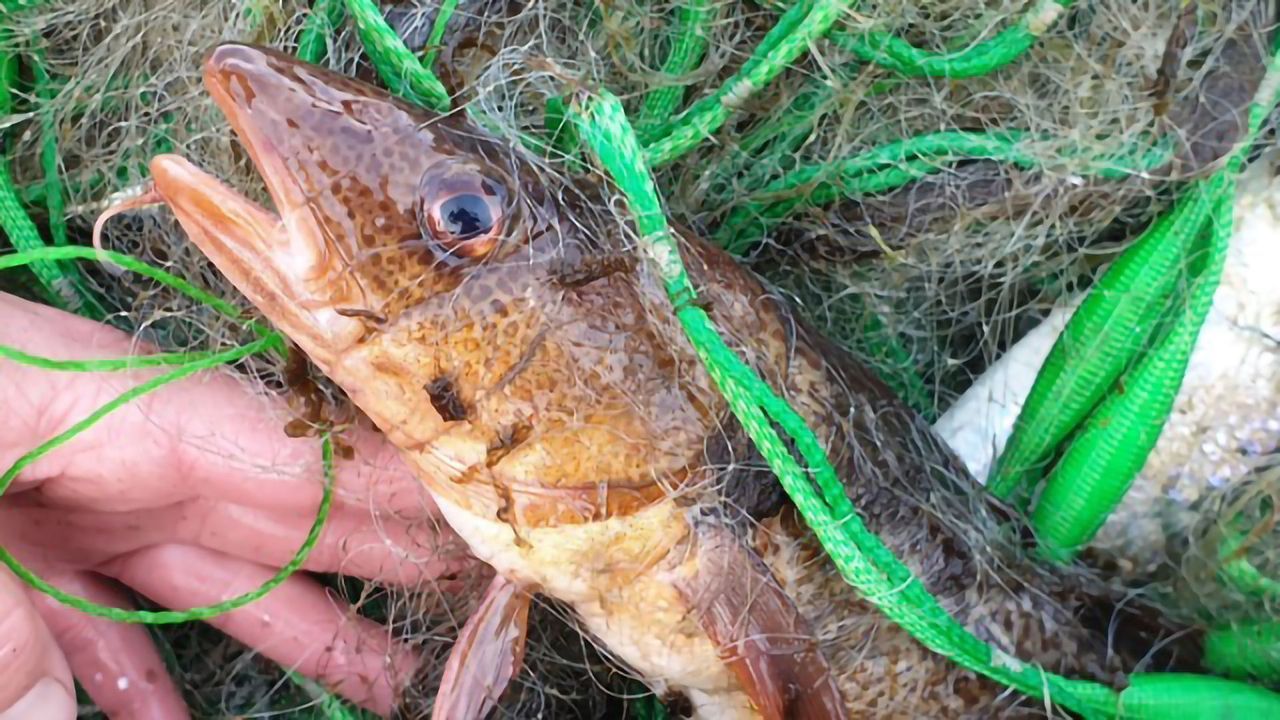 Hypoxia Linked to Fish Stock Declines