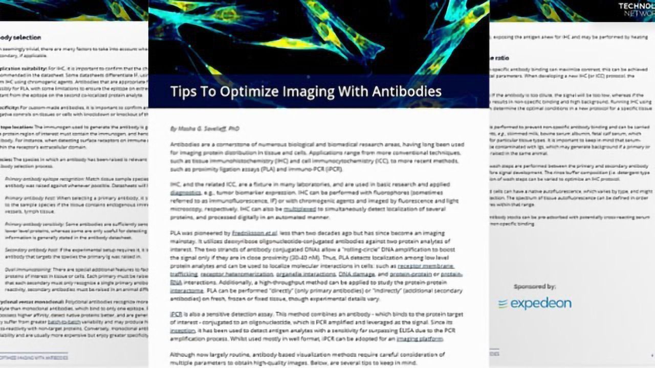 Tips To Optimize Imaging With Antibodies