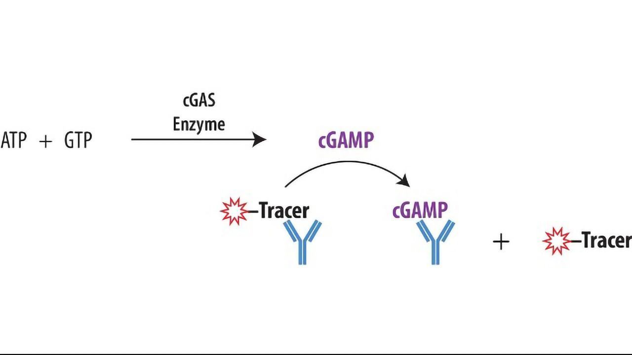 Transcreener® cGAMP cGAS Assay