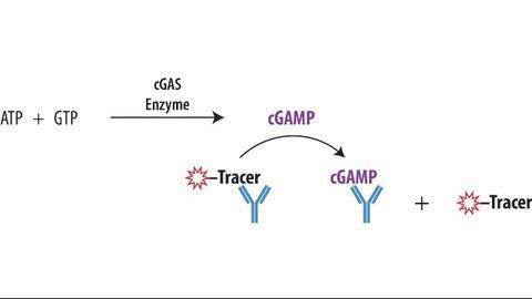 Transcreener® cGAMP cGAS Assay