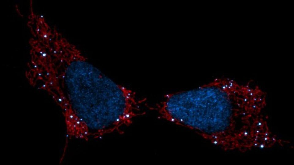 Mitochondria Are the “Canary in the Coal Mine” for Cellular Stress content piece image