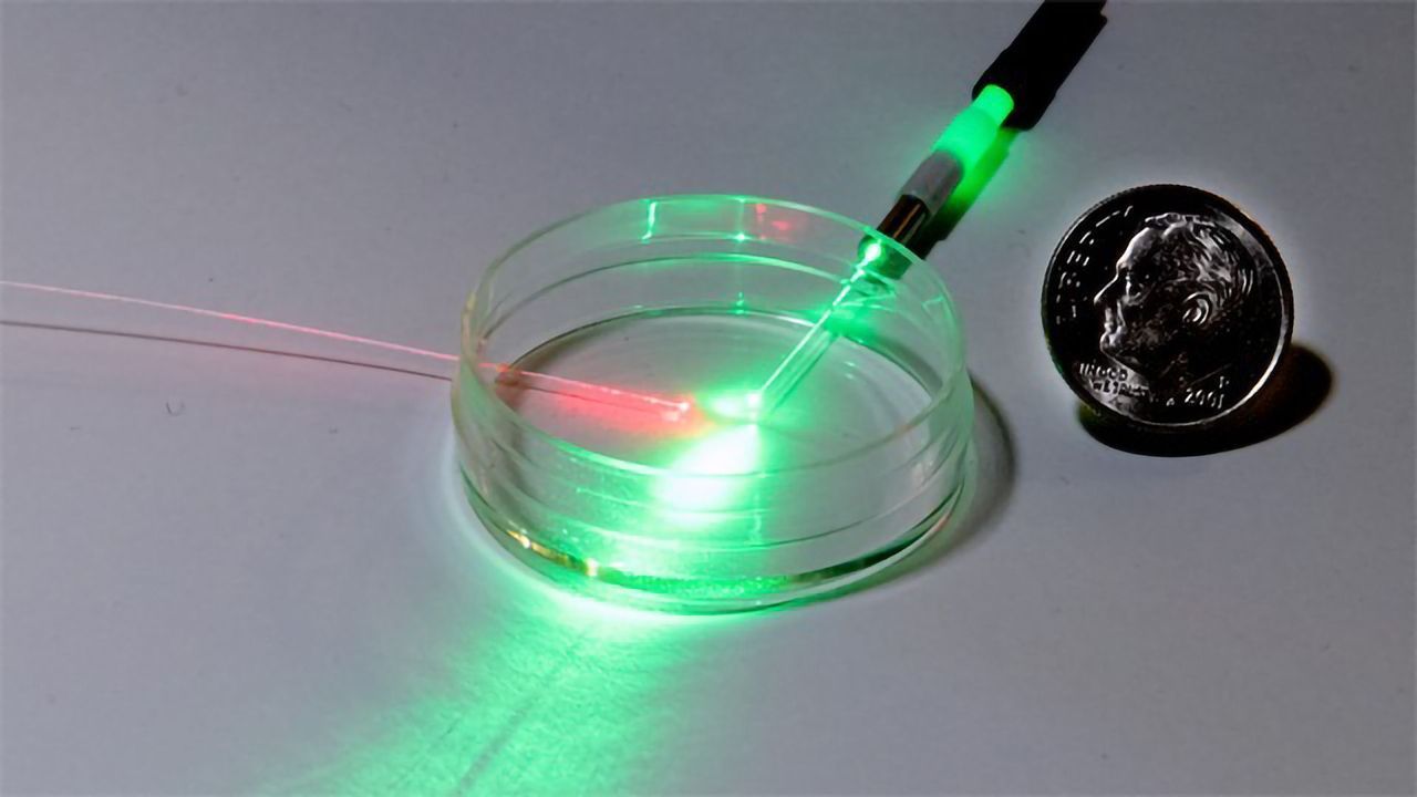 Tracking Lab-Grown Tissue With Light