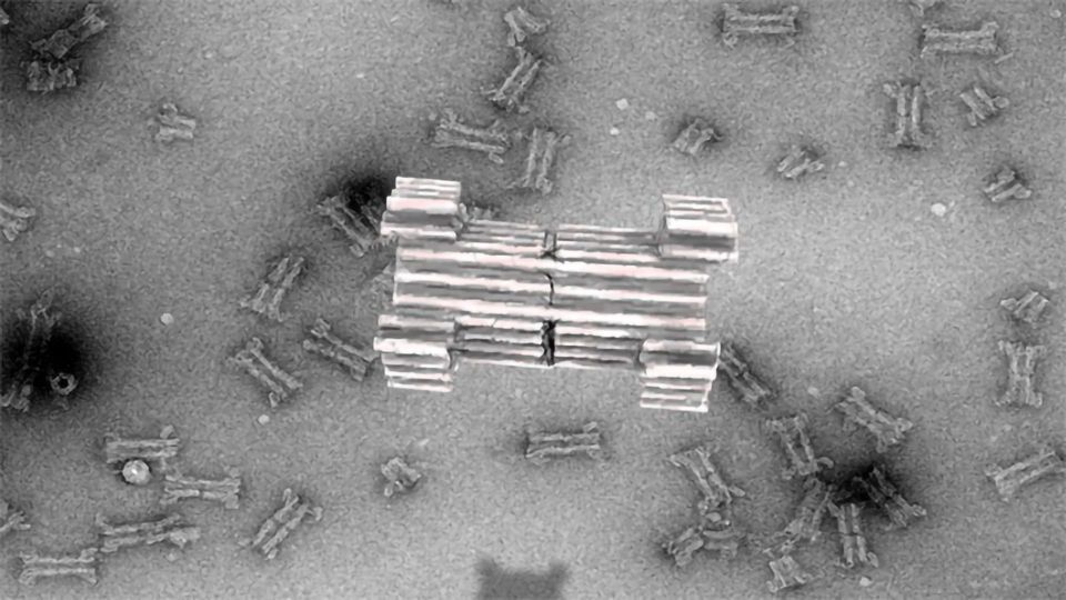 创建一个大型合成纳米孔从DNA内容块的形象