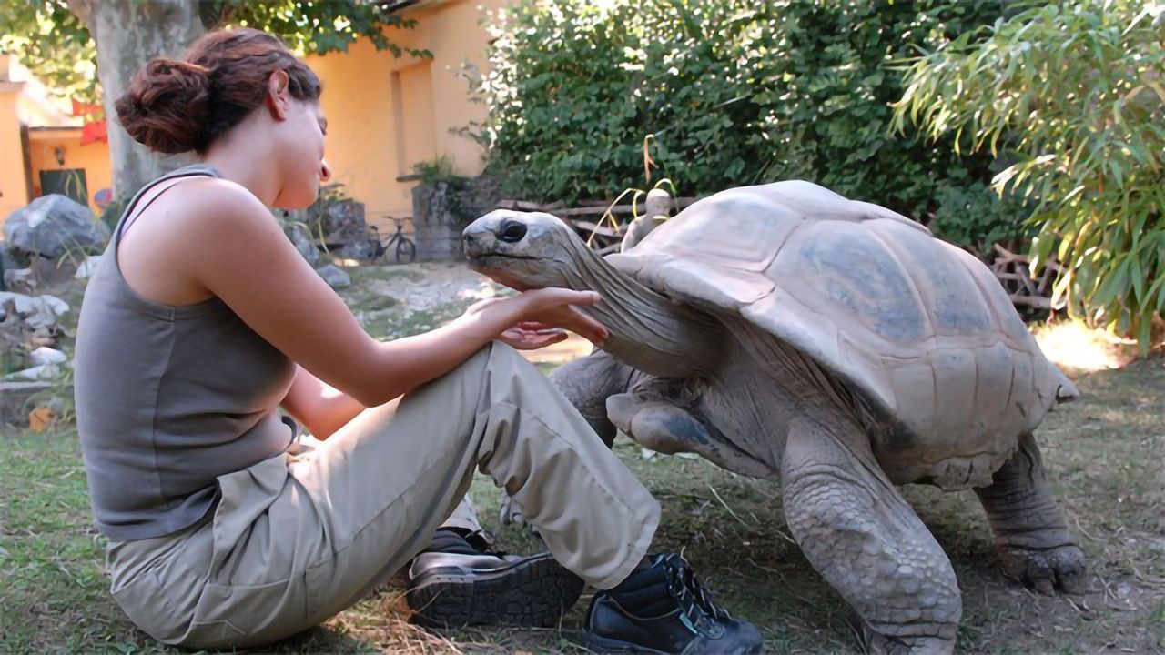 A Tortoise Never Forgets