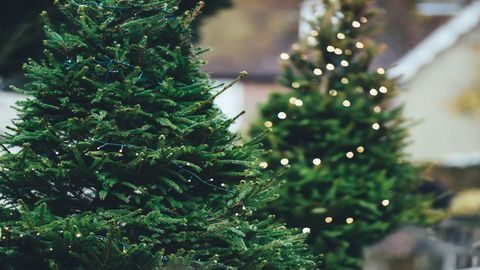 Christmas Tree Burning Guam 2022 Meet "Mr Christmas Tree", The Scientist Who Researches Christmas Trees All  Year Round | Technology Networks