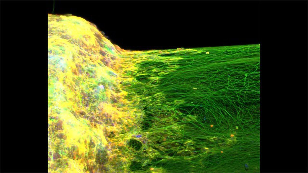 3D Neural Tissue Model