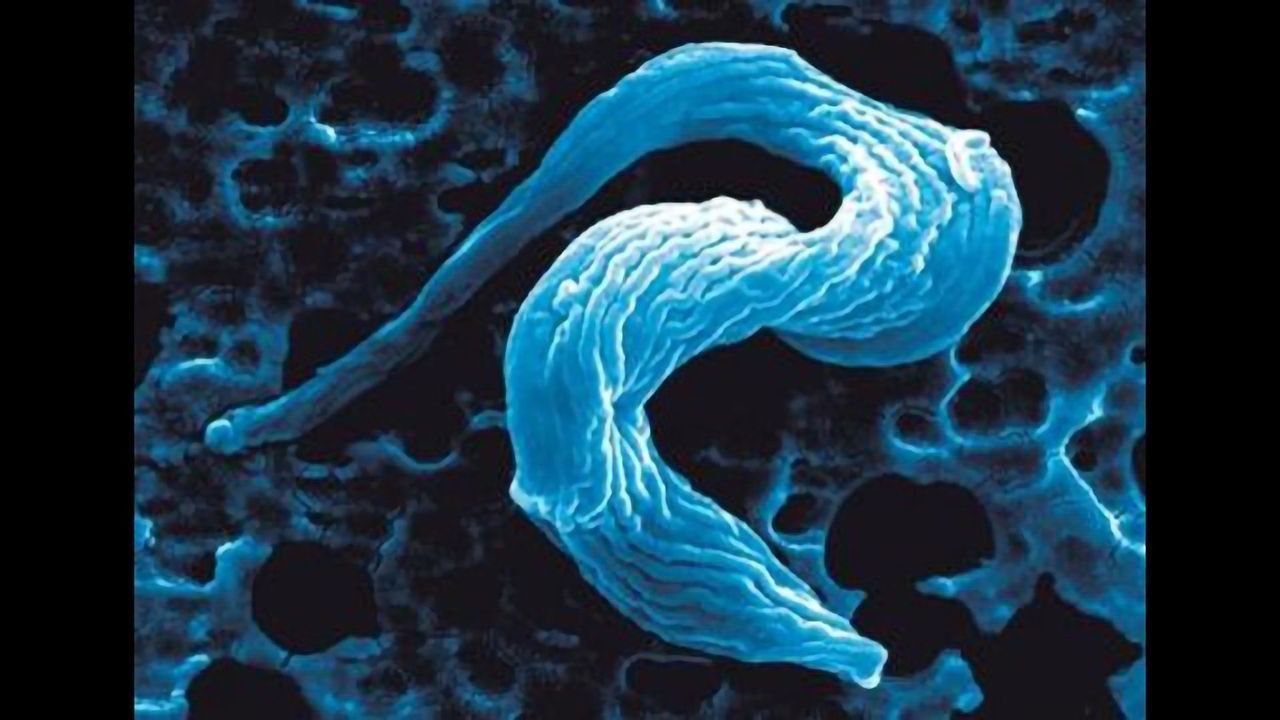 The Parasite Behind Sleeping Sickness