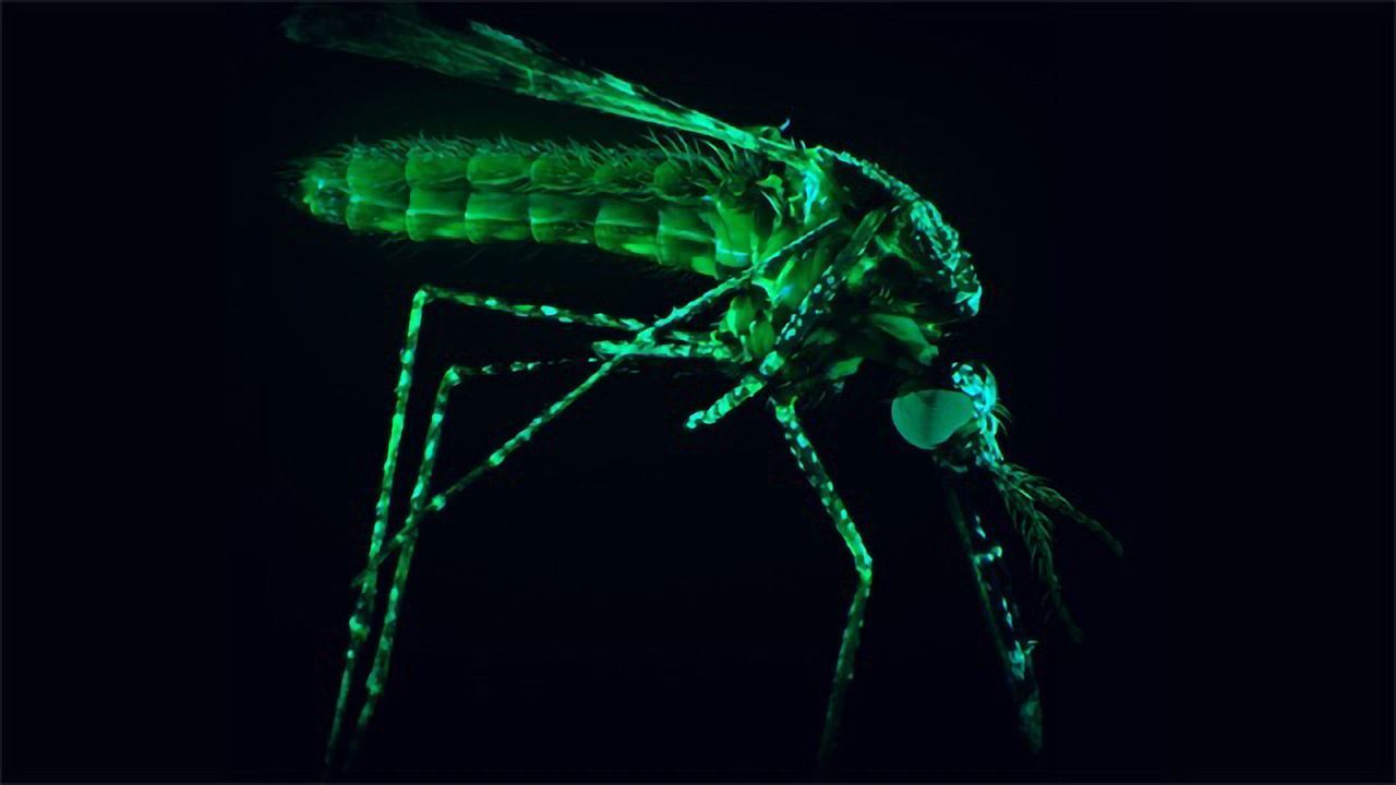 Mosquito