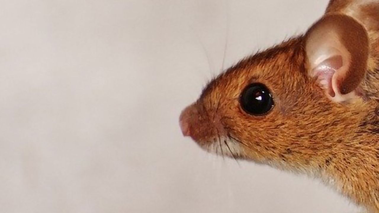 Nine Out of Ten Visual Neurons Don't Work The Way We Thought