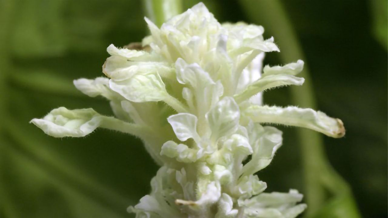 New Methods Promise To Speed Up Development of New Plant Varieties