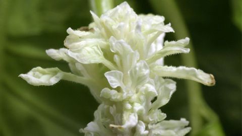 New Methods Promise To Speed Up Development of New Plant Varieties