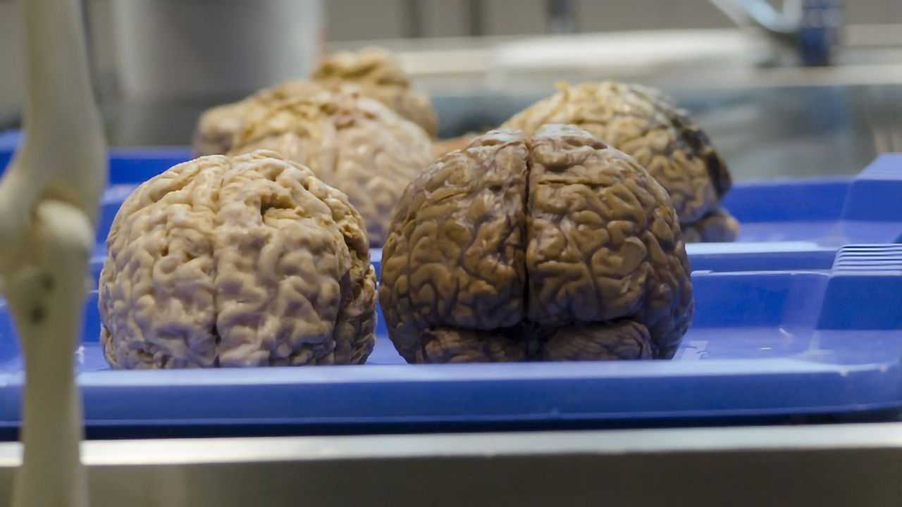 New Findings Reveal the Molecular Key to Muscle-Brain Communication