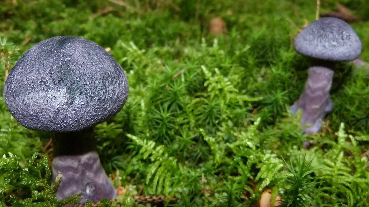 Blue Mushroom Dye Used To Develop New Bioimaging Tool
