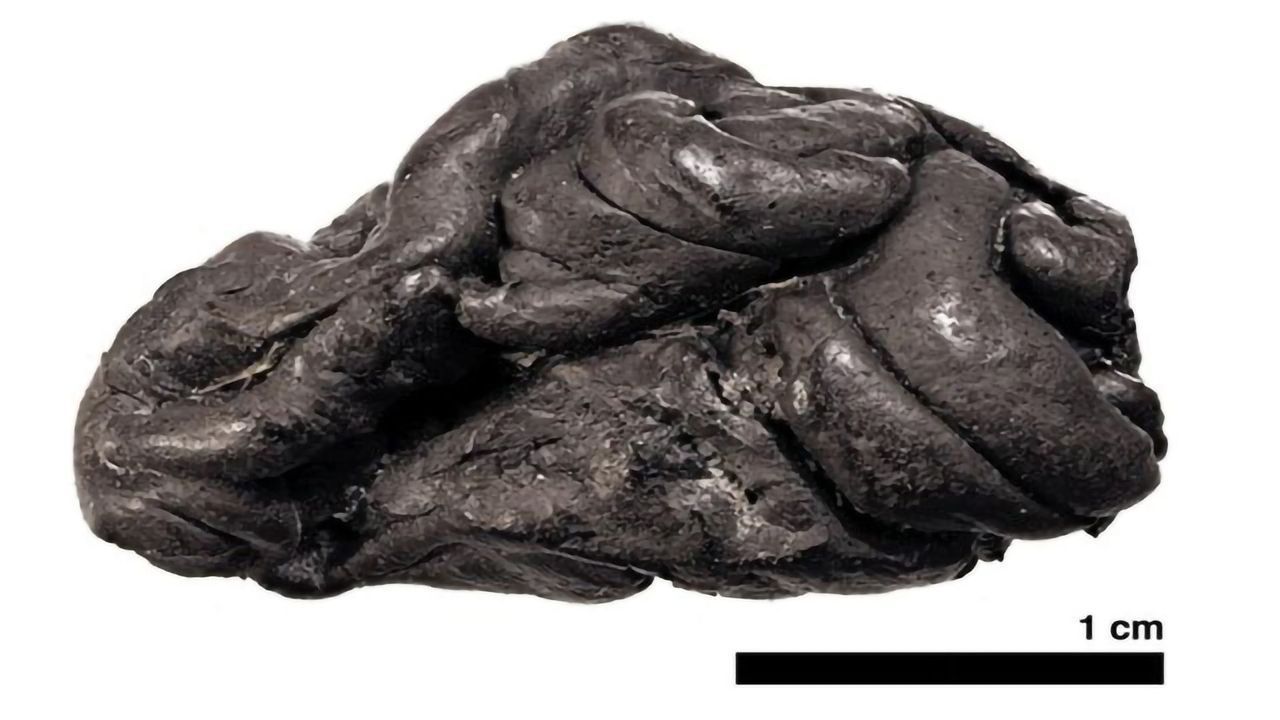 Ancient “Chewing Gum” Unlocks Secrets of the Past