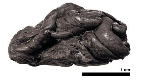 Ancient “Chewing Gum” Unlocks Secrets of the Past