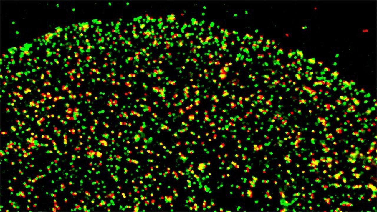 Novel Protein Discovery Yields Viral Infection Insights