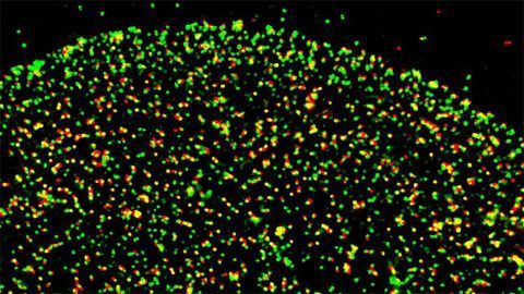 Novel Protein Discovery Yields Viral Infection Insights
