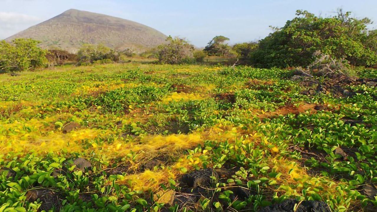 Parasitic Plant Dodges Host Defense Genes