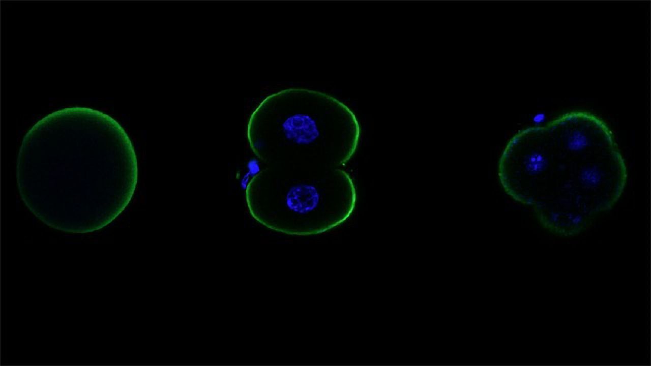 Glycine Receptors Aren't Just Important for the Brain