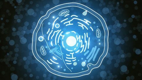 How Cells Muster and March Out