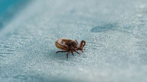 Paper-based Test Could Diagnose Lyme Disease at Early Stages