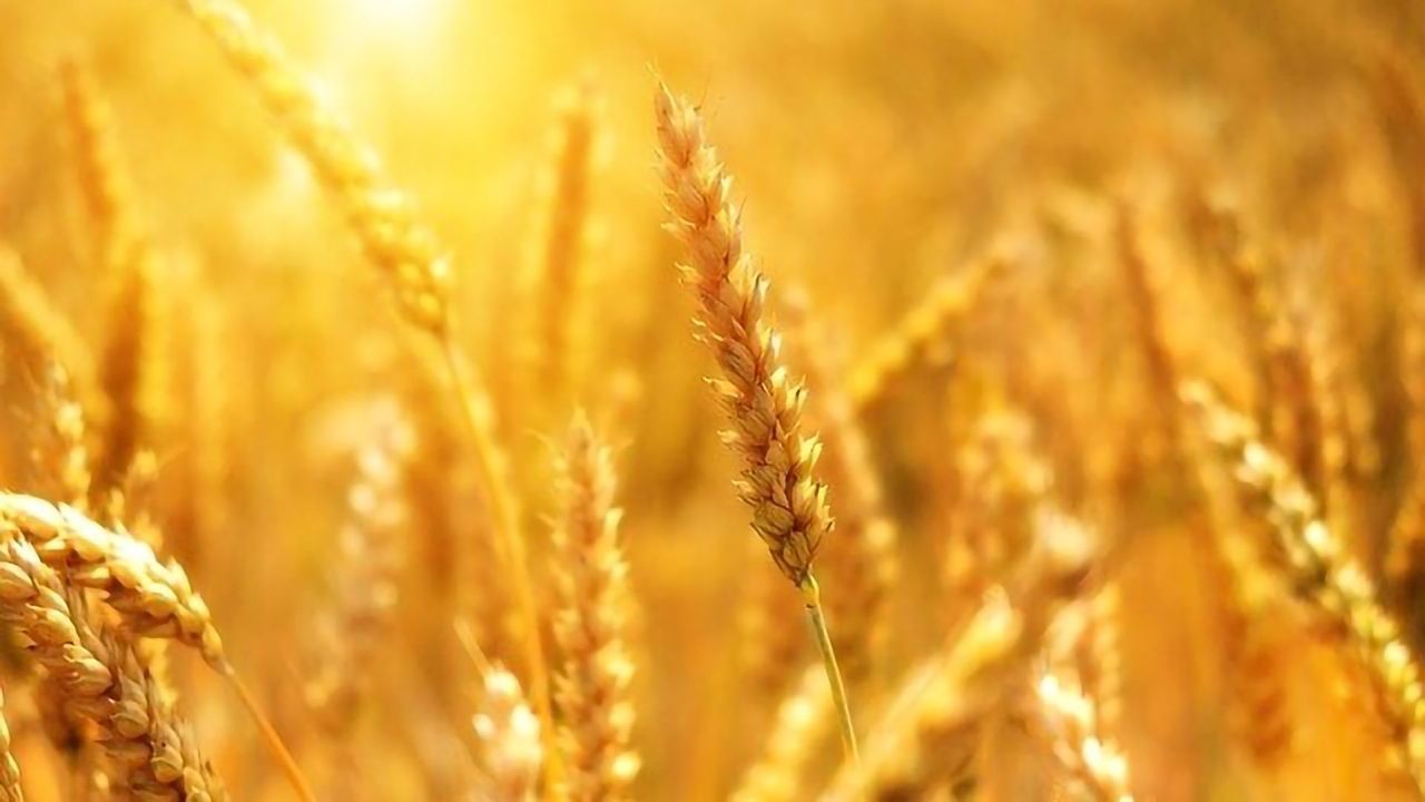 Modern and Heirloom Wheat Compared for Impact on Gut Health