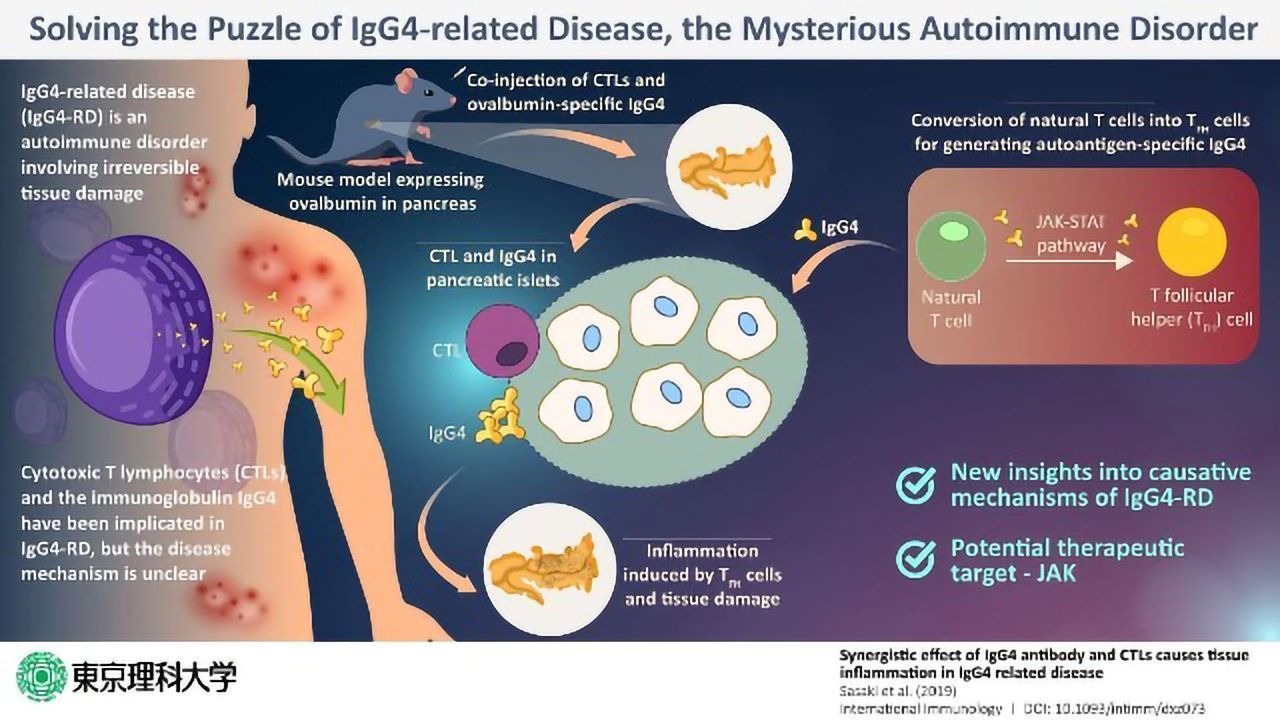 Solving the Mysteries of Autoimmune Disease