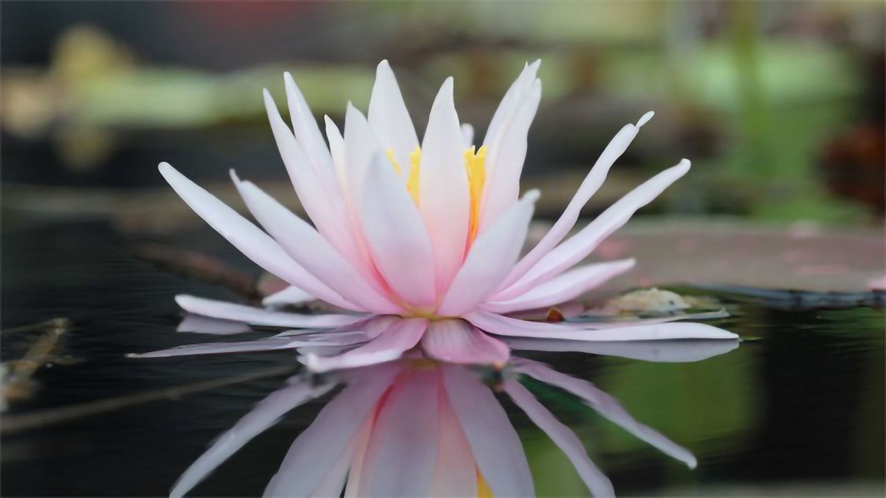 Flowering Plants May Owe Their Success to the Delicate Water Lily