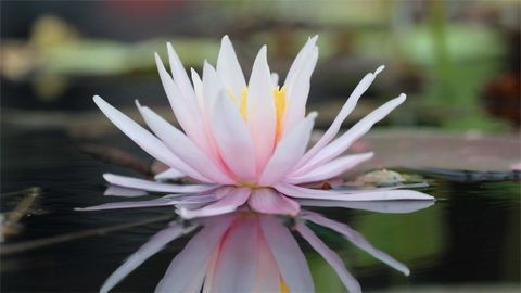 Flowering Plants May Owe Their Success to the Delicate Water Lily