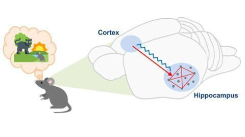Mouse Brain Waves Change Based on Memory Age