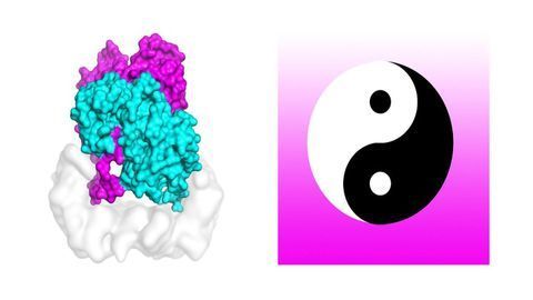 Yin and Yang Protein Solves Skin Cancer Mystery