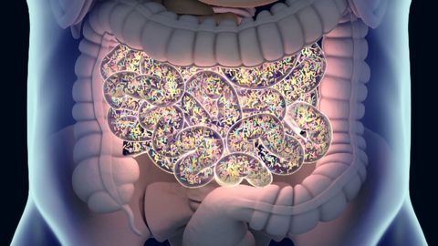 A Snapshot of the Human Gut Microbiota