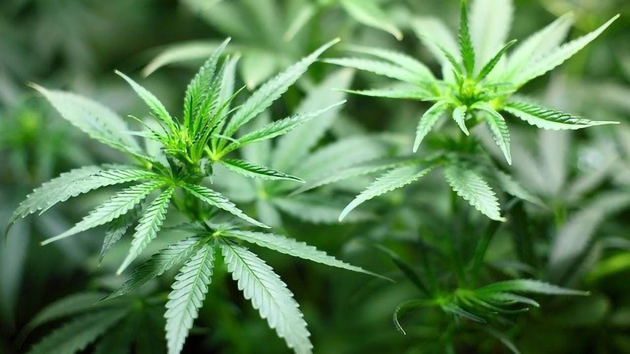 Speeding Up Access to Cannabidiol for Children With Severe Epilepsy