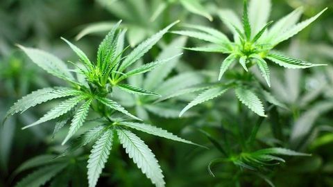 Speeding Up Access to Cannabidiol for Children With Severe Epilepsy